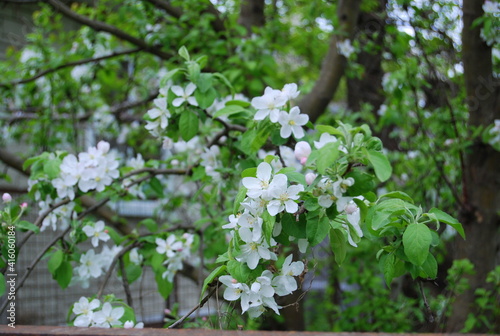 flowering apple tree in a sunny garden © Ольга Serebrennikova