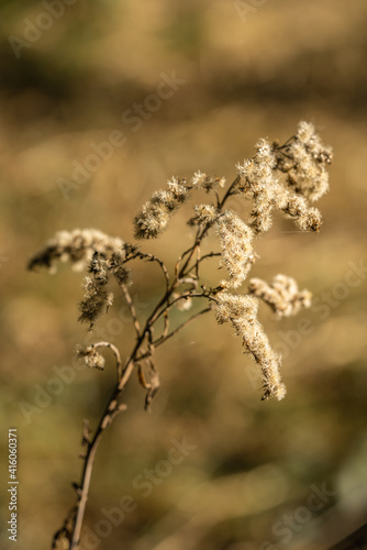 a beautiful forest flower rocked by the aging process. brown green beige hues and beautiful bokeh © Goldziitfotografie
