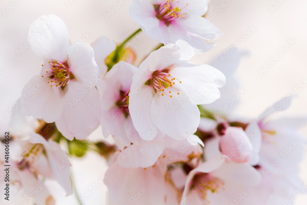 桜。クローズアップ。日本。和。美しい。