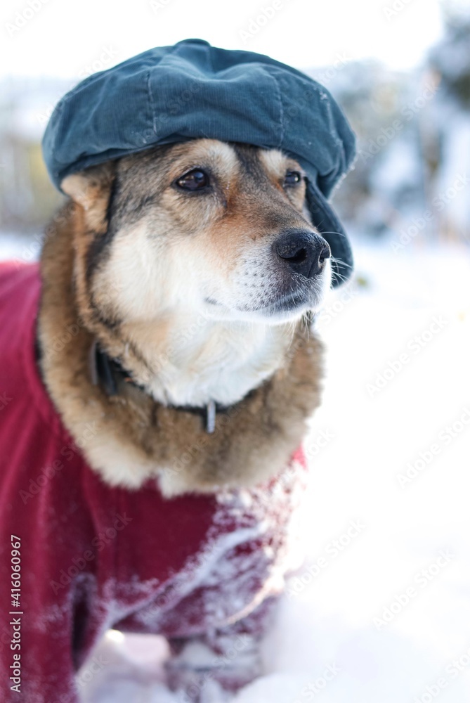 Adorable dog wearing a blue cap in a snowy forest Adorable dog wearing a blue cap in a snowy forest