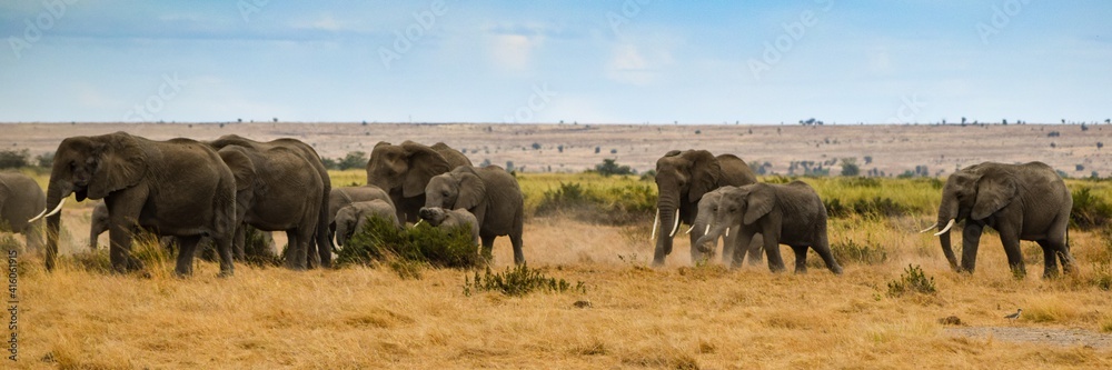 migration of elephants in amboseli park migration of elephants in amboseli park