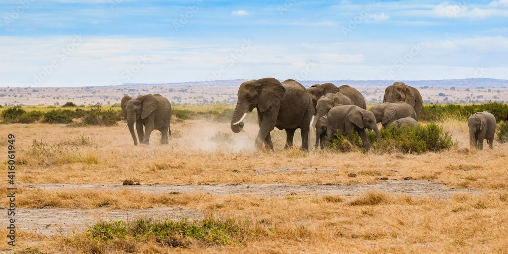 migration of elephants in amboseli park migration of elephants in amboseli park