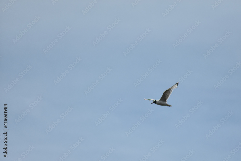 Obraz premium Seagull flies across the blue sky