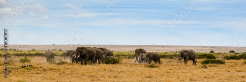 migration of elephants in amboseli park