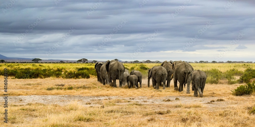 Obraz premium migration of elephants in amboseli park