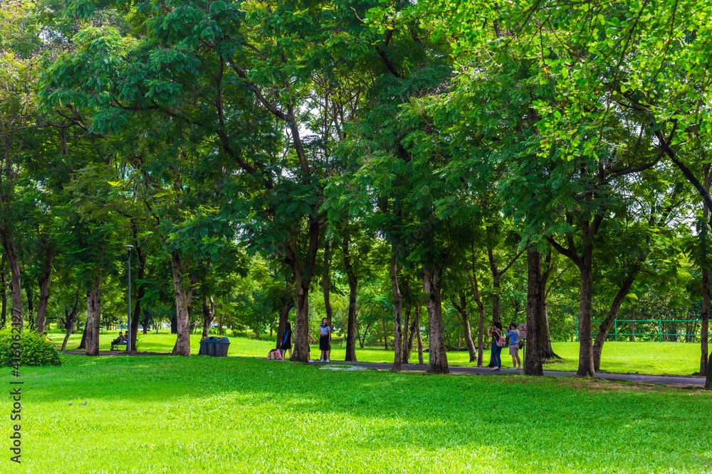 Obraz premium Green tree forest in city public park with green meadow grass