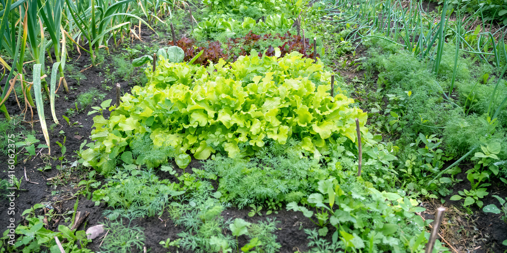 greenery plants grow on vegetable garden beds closeup