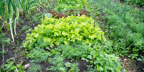 greenery plants grow on vegetable garden beds closeup