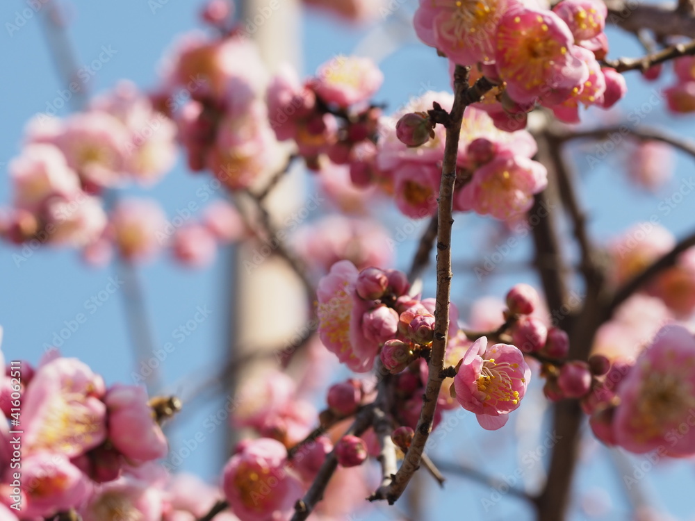 美しい梅の花のクローズアップ 美しい梅の花のクローズアップ