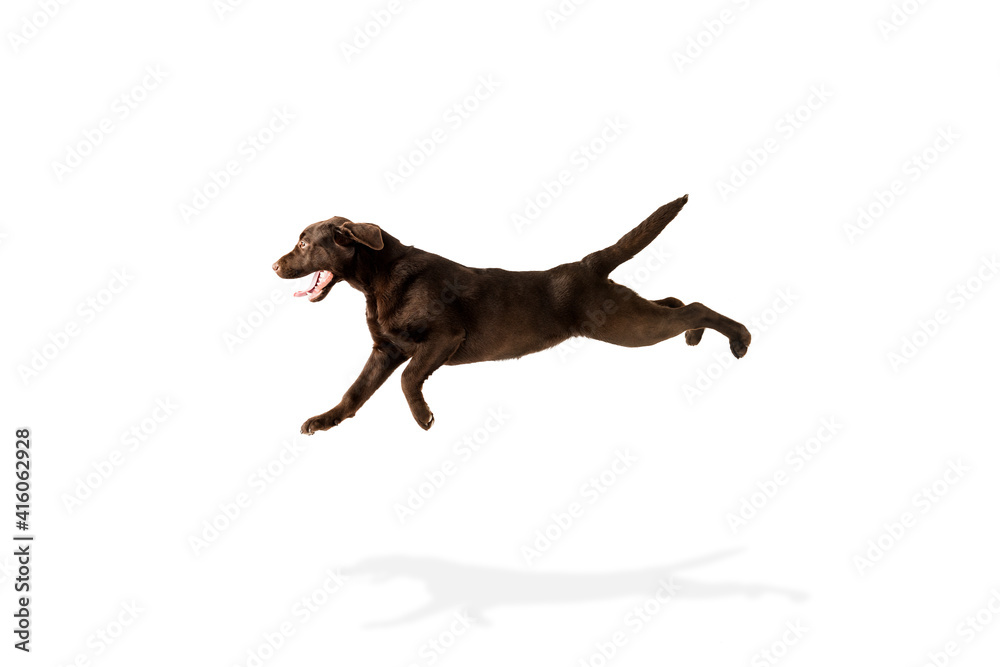Flying. The brown, chocolate labrador retriever playing on white studio background. Young doggy, pet looks playful, cheerful, sincere kindly. Concept of motion, action, pet's love, dynamic.