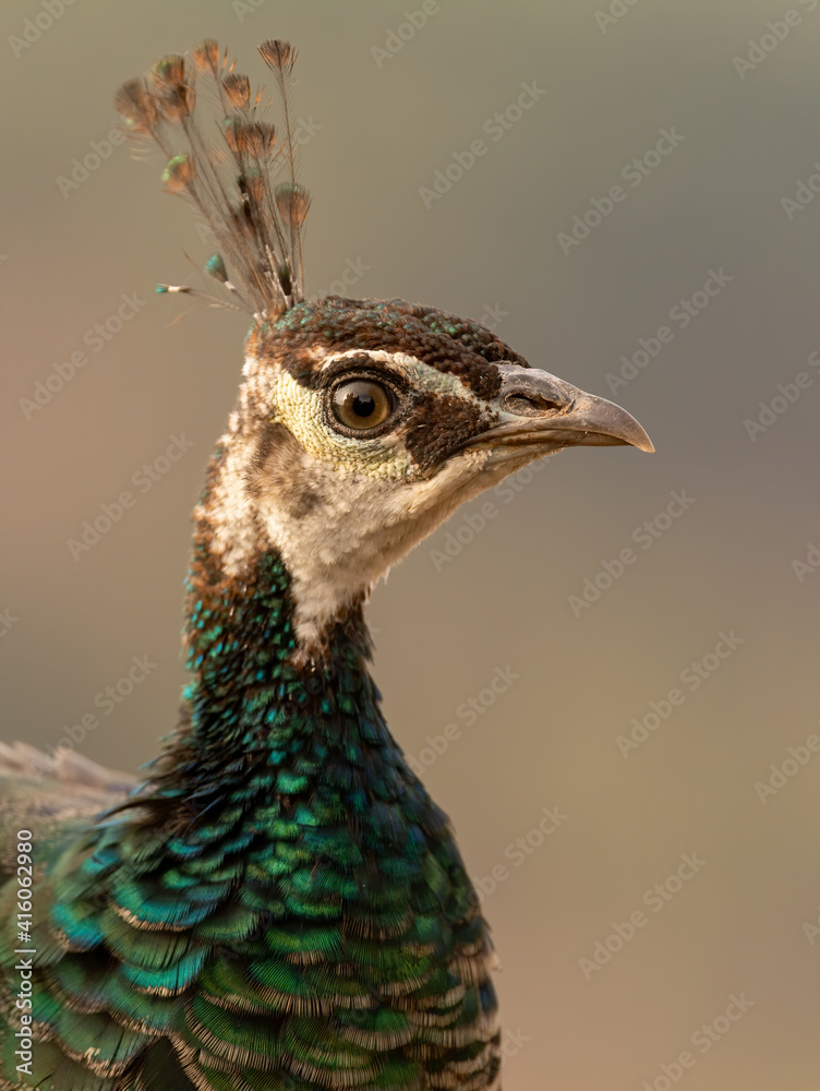 Indian peafowl (Pavo cristatus), also known as the common peafowl, and blue peafowl, close up Indian peafowl (Pavo cristatus), also known as the common peafowl, and blue peafowl, close up