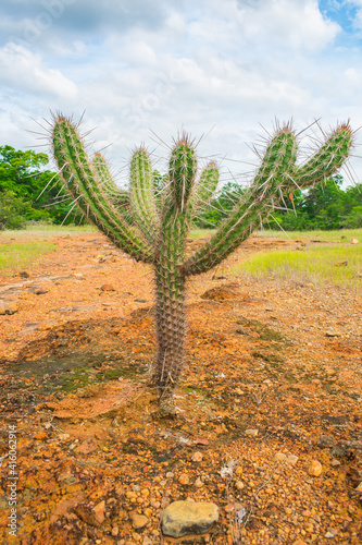 Xique xique cactus (Pilosocereus gounellei) and sertao/caatinga landscape - Oeiras, Piaui (Northeast Brazil) photo