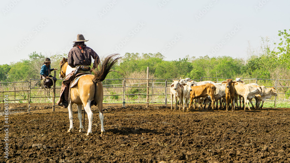 Farmer is working on farm with dairy cows in fence. Farmer is working on farm with dairy cows in fence.
