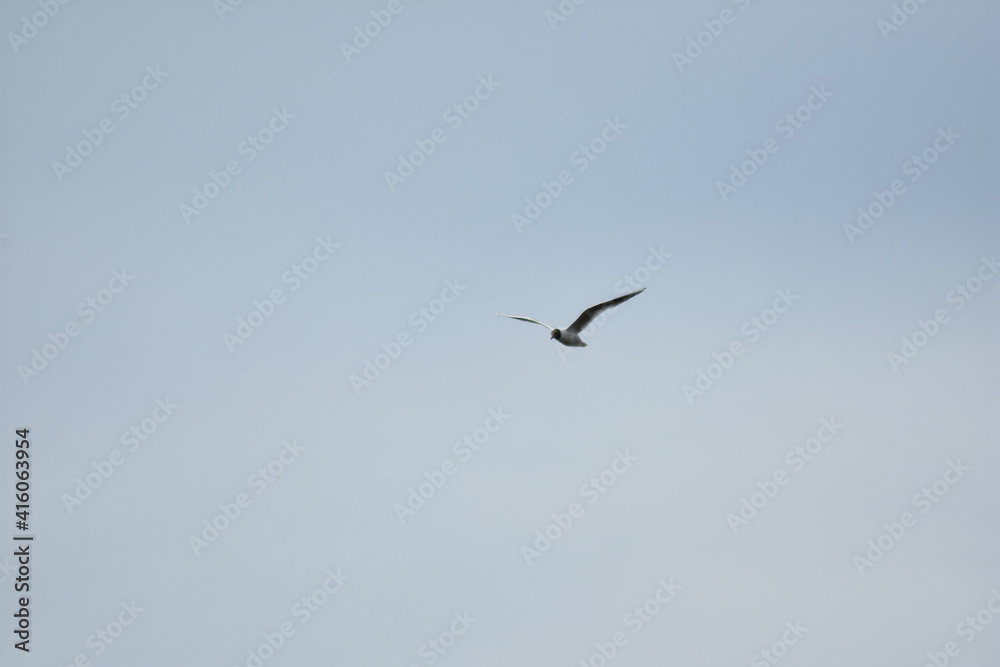 Seagull flies across the blue sky