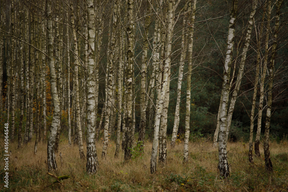 forest in autumn forest in autumn
