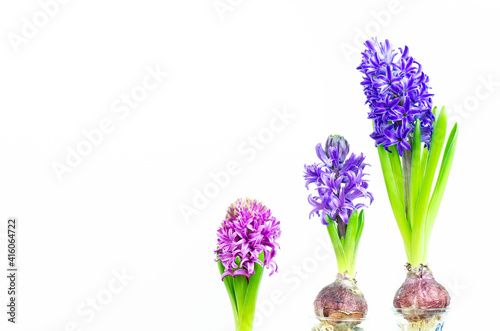 Hyacinth flowers on white background