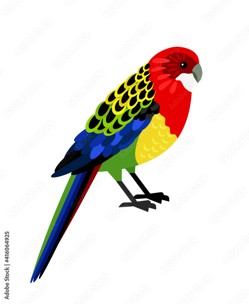 Colorful parrot. Cartoon tropical bird, exotic character of zoo with beautiful feathers, vector illustration of eastern rosella isolated on white background
