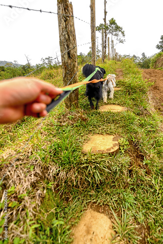 Dogs on the trail