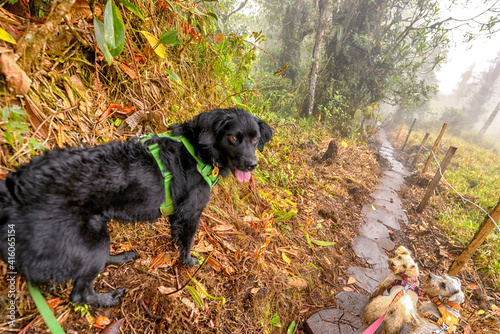 Dogs on the trail