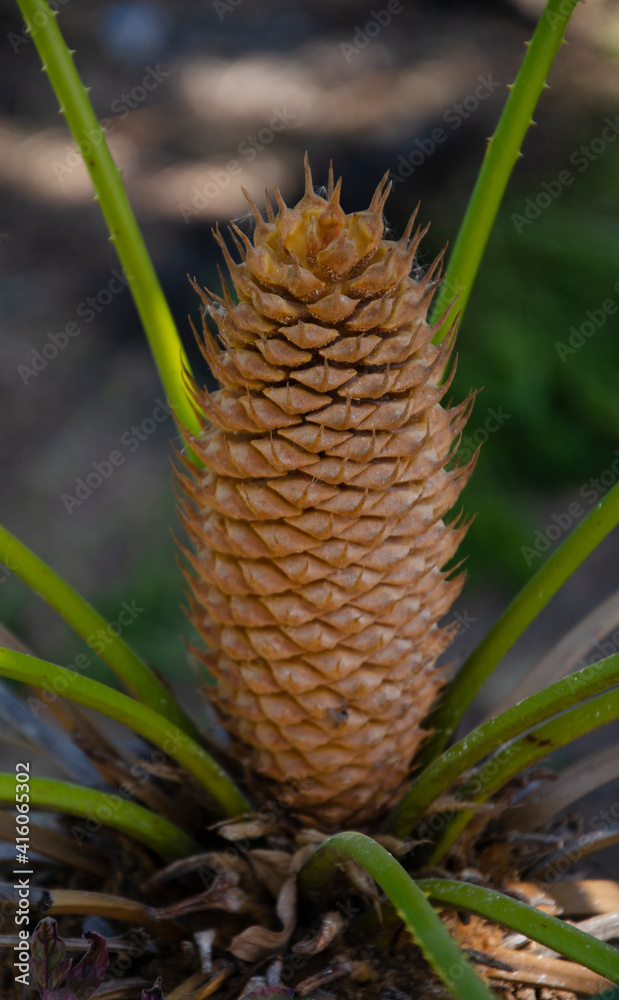 Beautiful pattern of Cycas flower on top Beautiful pattern of Cycas flower on top