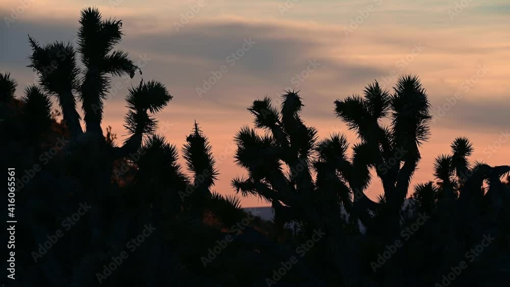  Joshua tree branches with sunset behind.