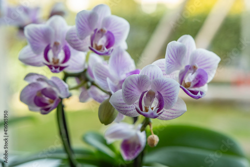 Knabenkr  uter - Orchideen