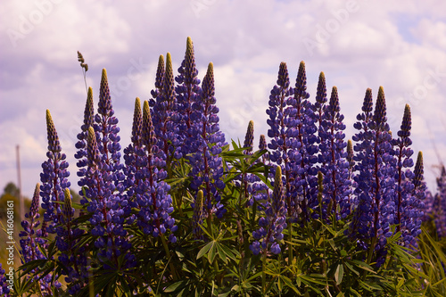 Lupinus field with purple and blue flowers. Sunlight shines on plants. spring and summer flowers. 