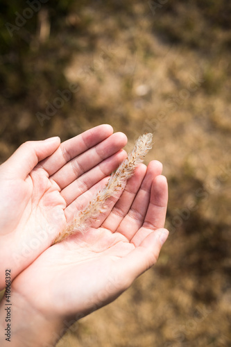 Holding a grass in the palm of your hand 