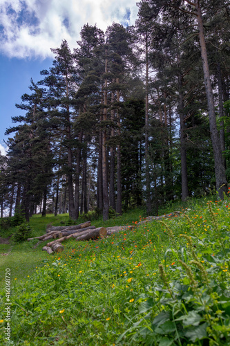 Cut down trees on a beautiful meadow in the wood