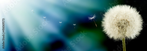 An image of a dandelion and seeds flying away from it.