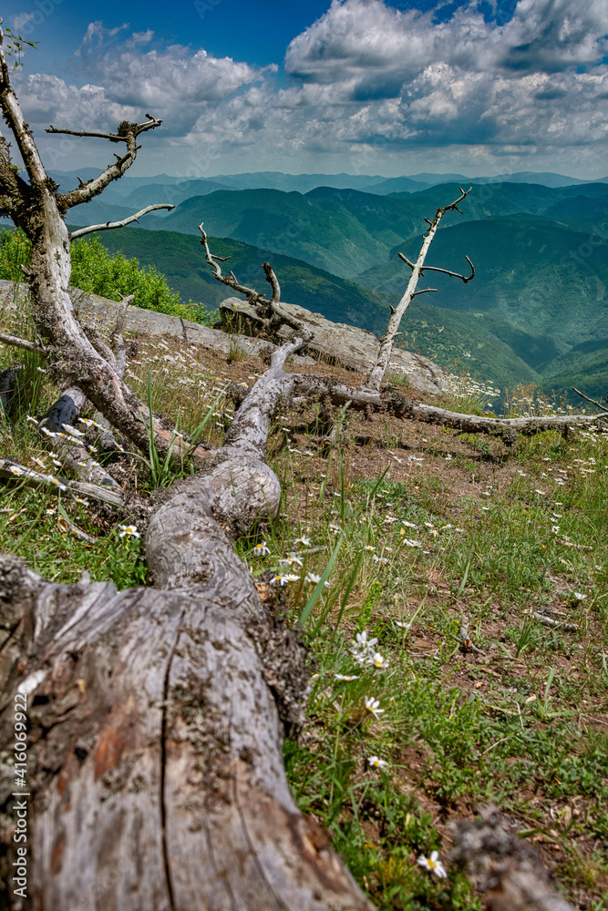 Amazing mountain view with dead branches close up Amazing mountain view with dead branches close up