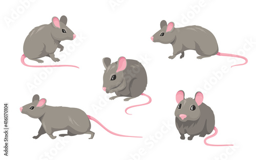 Cartoon mouse set. Grey furry rodent little rat with pink hairless tail walking or sitting isolated on white. Vector illustration for pet, animal, wildlife concept