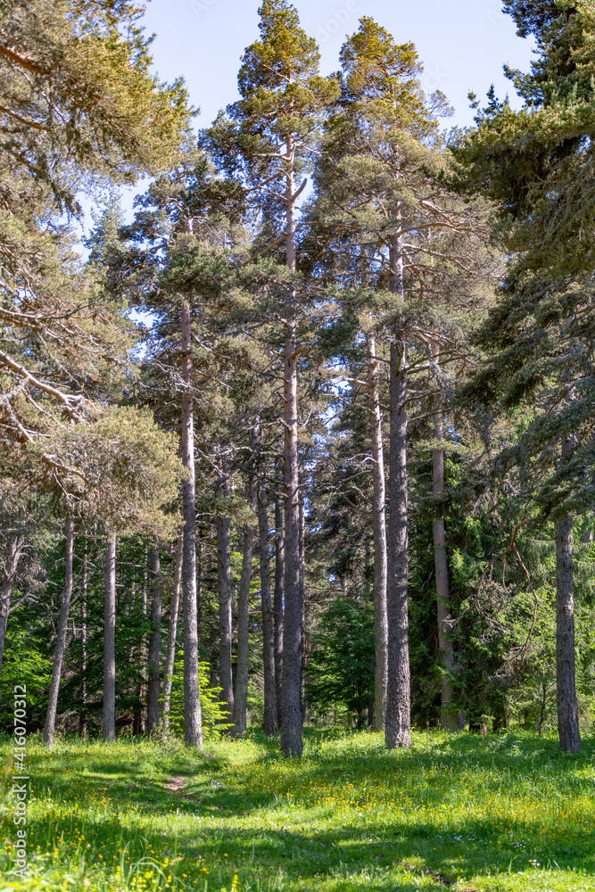 Beautiful footpath through the forest meadow Beautiful footpath through the forest meadow