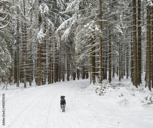 Snowy road in winter forest with snow covered spruce trees and walking black grey hunting dog. Brdy Mountains, Hills in central Czech Republic.