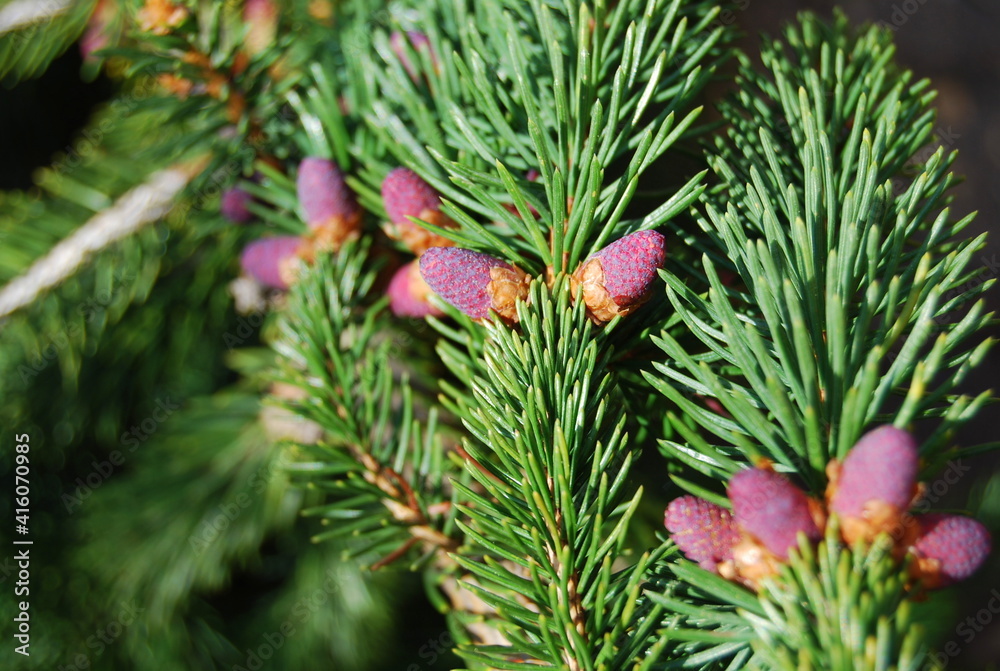 Fototapeta premium small pink cones on a fir-tree among needles