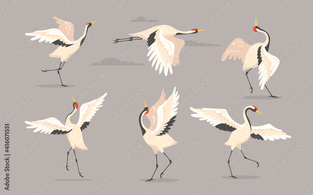 Fototapeta premium Japanese crane set. White oriental heron or stork, bird flying, dancing or walking with spread wings isolated on grey. Vector illustration for nature, wildlife, wild animal concept