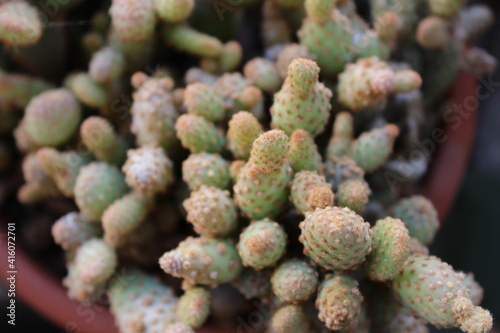 Cactus Plant Nature Detail