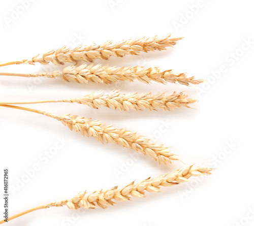 Wheat spikelets on white background