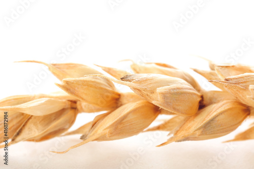 Wheat spikelet on white background, closeup