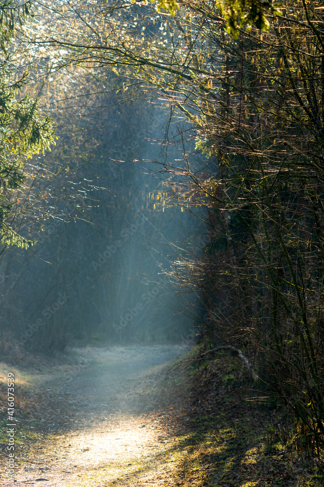 Obraz premium sun rays in the forest