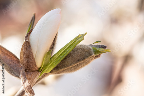 Blüte2