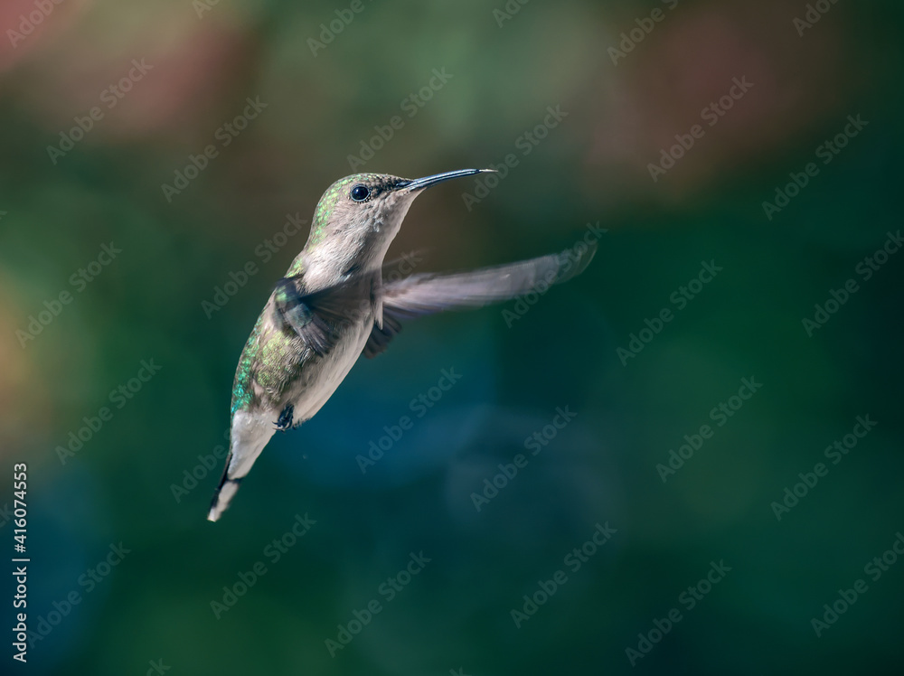 Fototapeta premium Flying Bird