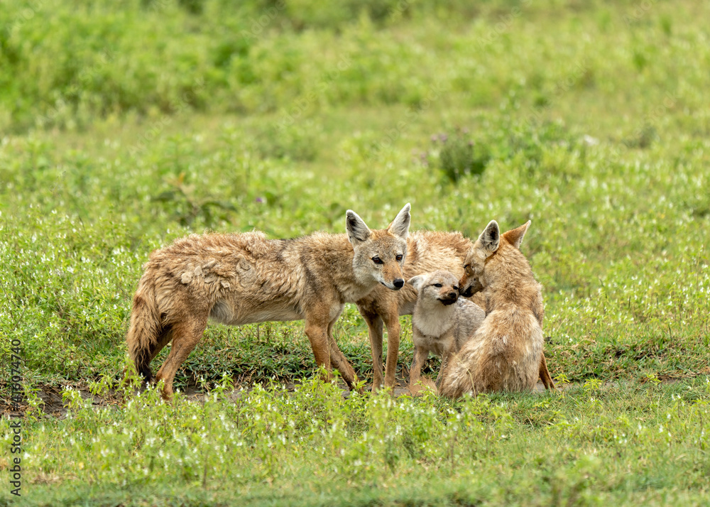 The golden jackal (Canis aureus) family in Ngorongoro Crater floor, Unesco World Heritage Site in Tanzania, Africa. The golden jackal (Canis aureus) family in Ngorongoro Crater floor, Unesco World Heritage Site in Tanzania, Africa.