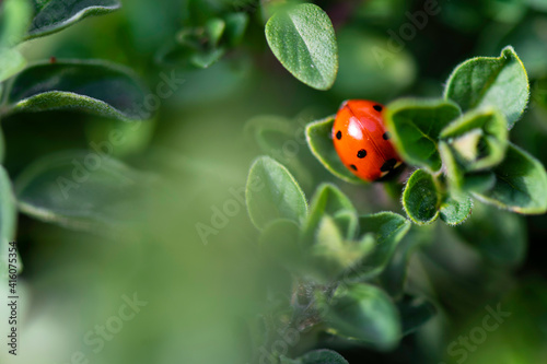 Red Ladybug on oregano leaf