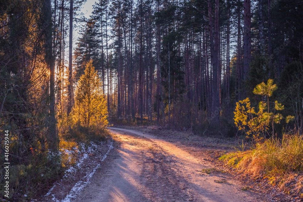 Idyllic pine forest landscape and colorful low sunset light. spring evening walk in the peaceful and relaxing wood with warm light