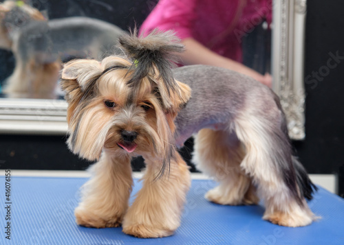Dog grooming after. Little beautiful dog breed Yorkshire terrier on a table