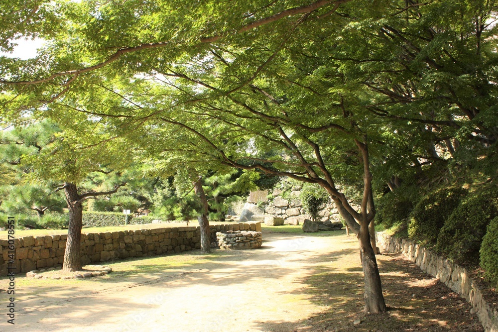 Fresh Green Maple tree at Himeji Castle (Himejijo) park in Hyogo prefecture, Japan - 緑のもみじ 姫路城 公園 兵庫県 姫路市 日本
