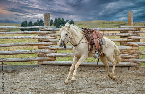 White horse in round pen bucking