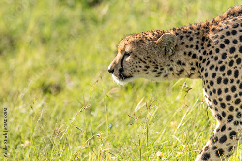 Cheetah Stalking close up head shot