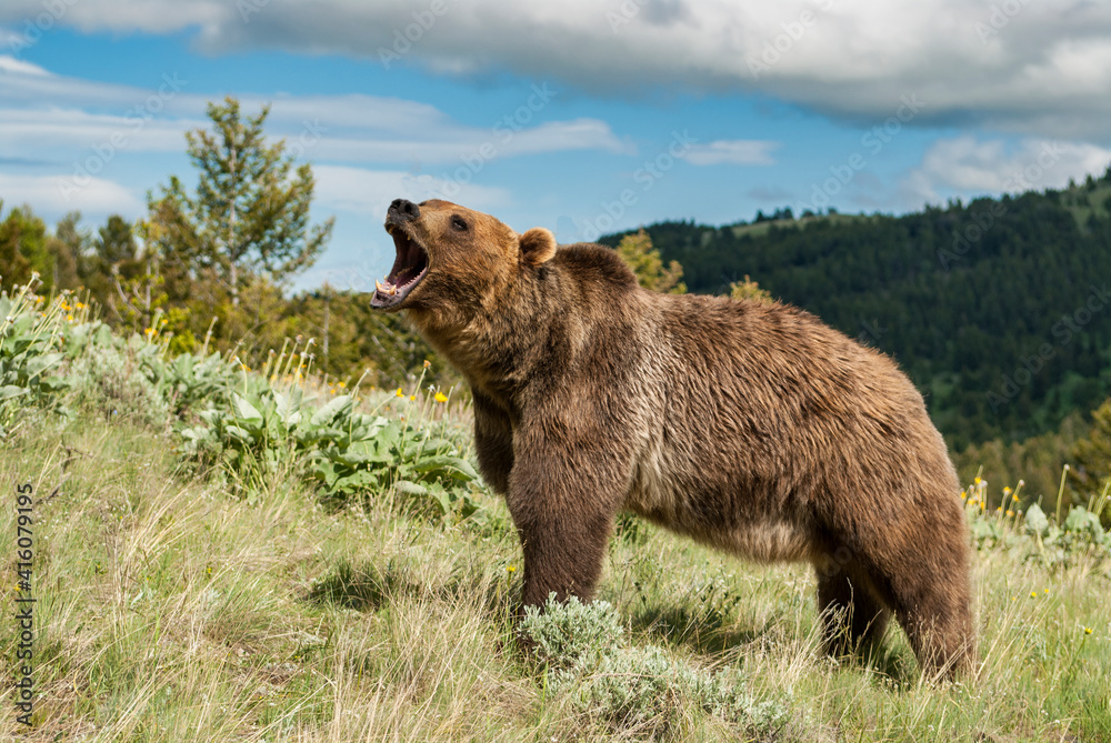 grizzly bear roaring on Montana hillside